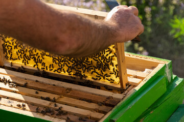 Apiculture, working with the bees, agricultural activities