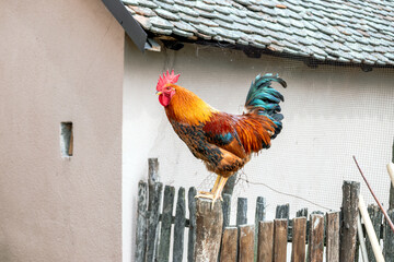 Colorful rooster showing off on the wooden fence by the henhouse. The backyard of a rural household.
