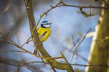 Blue Tit Bird
