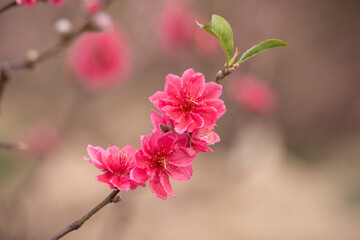 Peach blossom in spring before Vietnamese Lunar New Year