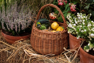 Fototapeta na wymiar Harvested vegetables in wicker basket at season farm fair