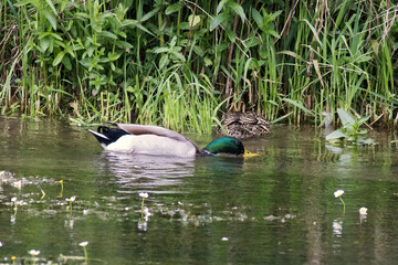 close up of a mallard drake swimming in a river