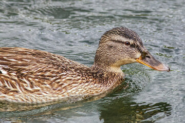 close up of a female duck swimming in a river