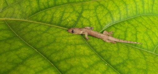 A small lizard lying on a green leaf. Asian or Common House Gecko Hemidactylus frenatus lies are...