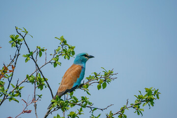Bir ağaç dalı üzerinde tünemiş Avrupa Silindiri (Coracias garrulus)