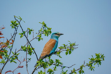 Bir ağaç dalı üzerinde tünemiş Avrupa Silindiri (Coracias garrulus)