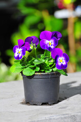 violet flowers in a pot