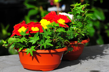 red and yellow flowers in pots