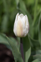 White Tulips single early Coquette close up