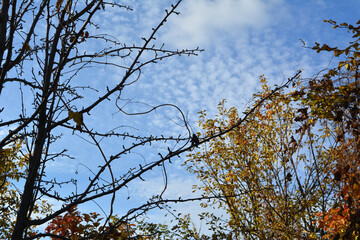 Branches of an apple tree with characteristic short tines and curved leafless hop shoots against the backdrop of an autumn garden and a sunny blue sky with tiny ones like clouds like scales.