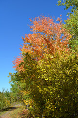 A path along the forest edge. The wind flutters the green leaves of the elm and the orange-red leaves of the aspen. Beautiful autumn landscape. Sunny day.