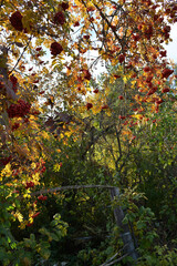 Rowan with ripe berries on bent branches in an abandoned garden. Beautiful autumn rural view, vertical wall mural.