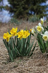 daffodils in the garden