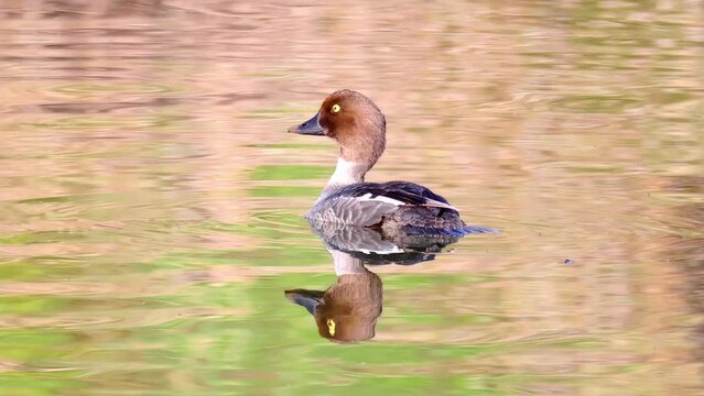 A female common goldeneye or simply goldeneye (Bucephala clangula) is a medium-sized sea duck of the genus Bucephala.