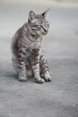 Lovely gray cat sitting at outdoor