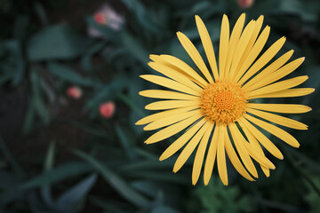 Bright yellow flower Doronikum on blurred background plants
