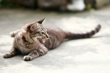 Lovely gray cat sitting at outdoor