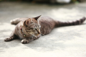 Lovely gray cat sitting at outdoor