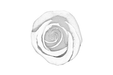 black and white drawing of a rose on a white