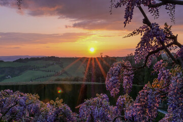 tramonto con glicine in primo piano