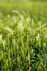 Green ears of field grasses. Summer evening in the meadow. Harmony with nature.