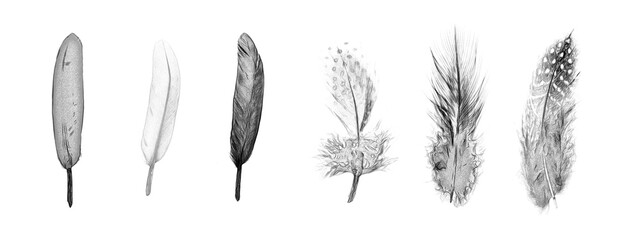 black and white drawing set of feathers on a white