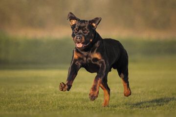 Rottweiler dog  running across the field