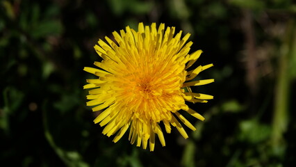 Closeup yellow dandelion flower