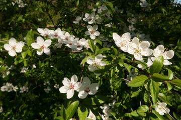 white flowers in the garden