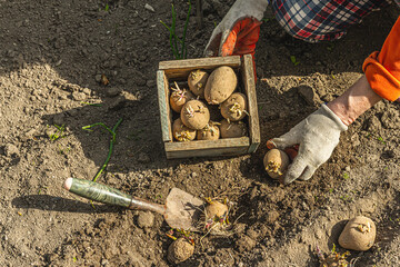 Obraz premium Gardening conceptual background. The woman's hands are holding a wooden crate with potatoes