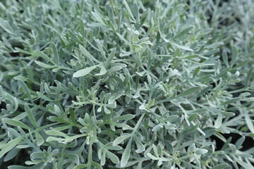 green plants background of sunny day design for tropical and growth concept