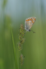 Vertical close up of a brown argus butterfly