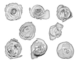 black and white drawing set of flowers on a white