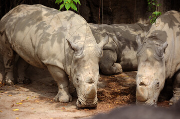 Obraz premium zoo, foster, wild, animal, africa, grey rhino