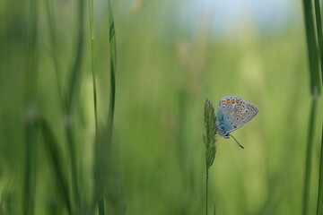 Beautiful image of a common blue butterfly resting on a plant