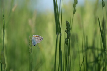 Common blue butterfly in nature