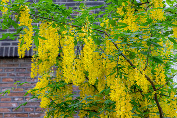 Selective focus of blossoms Laburnum anagyroides (Golden chain or Golden rain) is a species in the subfamily Faboideae, Yellow flowers swag down on the tree with green leaves, Nature floral background