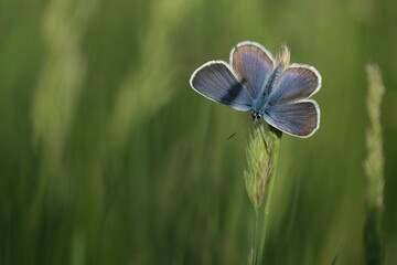 Fototapeta premium Silver studded blue butterfly with open wings resting on a plant in nature