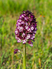 Orchid flower nature