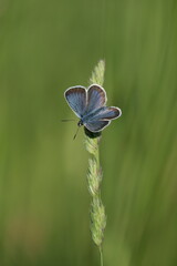 Vertical image of a silver studded blue butterfly with open wings