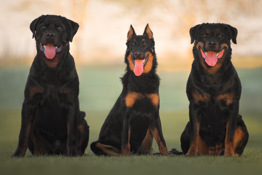 Cute beautiful dog rottweiler and beauceron portrait