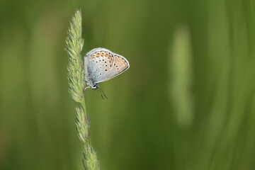 Close up of a brown argus butterfly in nature