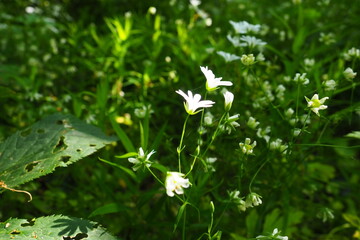 Starflower Stellaria is a genus of flowering plants in the Carnation family. Wood louse plant....