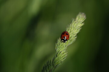 Fototapeta premium Close up of a ladybug resting on a plant in the wild