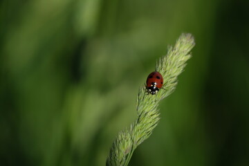 Tiny red beetle on a plant, ladybug in the wild