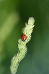 Vertical image o f a ladybug on a plant