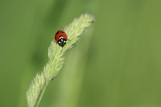 Beautiful picture of a ladybug on a plant