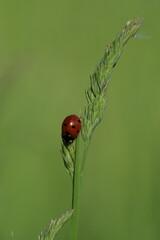 Vertical image o f a ladybug on a plan