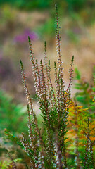 Macro de tiges de bruyères, sur un arrière-plan crémeux et jaunâtre