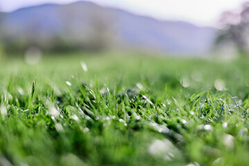 Spring young lawn grass, illuminated by sunlight. The energy of life, a healthy planet 